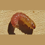 Thaumatotibia batrachopa larva